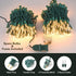 21FT 100 Count Brizled Warm White Clear Christmas Lights Connectable, Mini Incandescent String Lights Plug