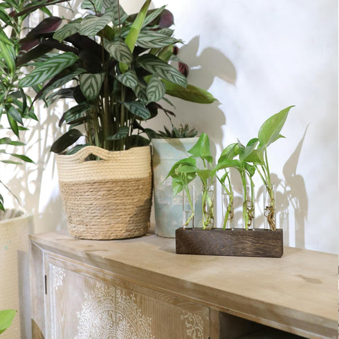 (5 KAXYEW Desktop Glass Plant Propagation Station Test Tube Plant Terrarium in Wooden Stand for Hydroponic Plants