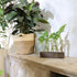 (5 KAXYEW Desktop Glass Plant Propagation Station Test Tube Plant Terrarium in Wooden Stand for Hydroponic Plants