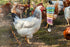Vehomy 8 Chicken Xylophone Toy for Hens Suspensible Wood Xylophone Toy with Metal Keys Chicken Coop Pecking Toy