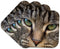 3dRose LLC Cat Face Close Up Coaster, Soft, Set of 4