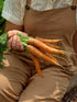 3000 Burpee Nantes Half Long Carrot Seeds seeds