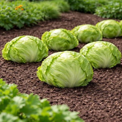 Sunutri Seeds Crisphead Iceberg Lettuce Seeds Compact Round Heads with Crisp Texture for Home Gardens, Raised Beds