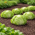 Sunutri Seeds Crisphead Iceberg Lettuce Seeds Compact Round Heads with Crisp Texture for Home Gardens, Raised Beds