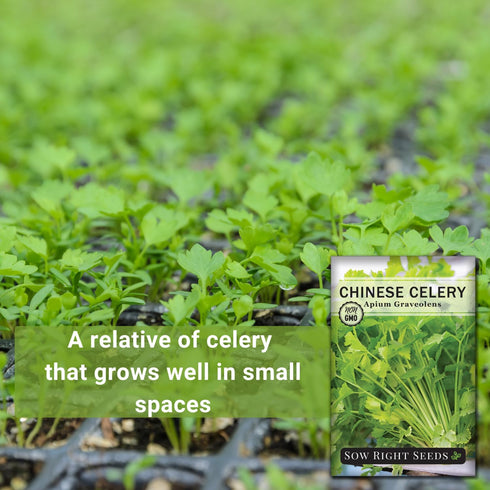 Packet (1) Sow Right Seeds - Chinese Celery Seeds for Planting - Non-GMO Heirloom with Instructions to Plant and Grow a