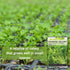 Packet (1) Sow Right Seeds - Chinese Celery Seeds for Planting - Non-GMO Heirloom with Instructions to Plant and Grow a