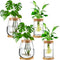 Layhit 4 Pcs Plants Propagation Stations vases Glass Planters with Wooden Lid