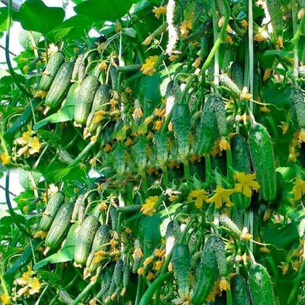 SEEDS4PLANTING Seeds Rare Cucumber Titus F1 45 Days Vine Pickling Vegetable Non GMO