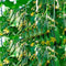 NIKA SEEDS Seeds Vegetable Cucumber Titus Heirloom for Pickling 45 Days - 20 Seeds