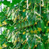 NIKA SEEDS Seeds Vegetable Cucumber Titus Heirloom for Pickling 45 Days - 20 Seeds
