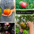 Hillbilly, Sow Right Seeds - Rare Colorful Heirloom Tomato Seed Collection for Planting - Cherokee Green, Black Krim