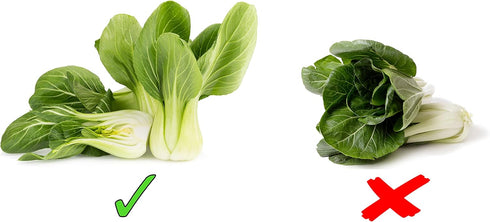 1000 Baby Bok Choy Seeds - Shanghai Green Stem - Heirloom Non-GMO Vegetable Seeds for Planting - AKA Pak Choi, Pok