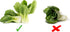 1000 Baby Bok Choy Seeds - Shanghai Green Stem - Heirloom Non-GMO Vegetable Seeds for Planting - AKA Pak Choi, Pok