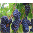 Fruit Purple Grapes Photo Absorbent Dish Drying Mats for Kitchen, Reversible Dish Pad Drainer Countertop Mats 18 x 16 In