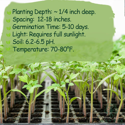 100+ 100+ Dwarf Duo Tiny Tim Tomato Seeds - Red & Yellow Dwarf Tomato Variety, Cherry Tomato Seeds for Containers