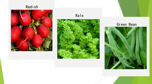 Apexmode 12 Premium Winter Vegetable Seeds for Planting Organic Non-GMO Heirloom Seeds Varieties: Radish, Pea