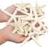 Jangostor 12 PCS Mixed Starfish - 2-6 Inch Natural Seashells for Wedding Decor, Beach Theme Party, DIY Crafts