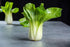 1000 Baby Bok Choy Seeds - Shanghai Green Stem - Heirloom Non-GMO Vegetable Seeds for Planting - AKA Pak Choi, Pok