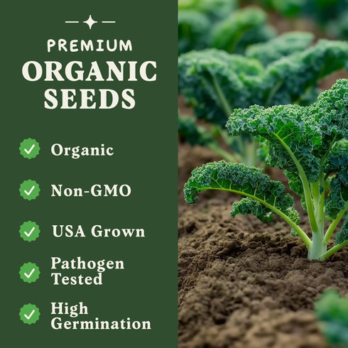 Packet Seedboy Organic Kale Seeds for Planting Indoor and Outdoor, Non-GMO and USDA Certified Vegetable Seed