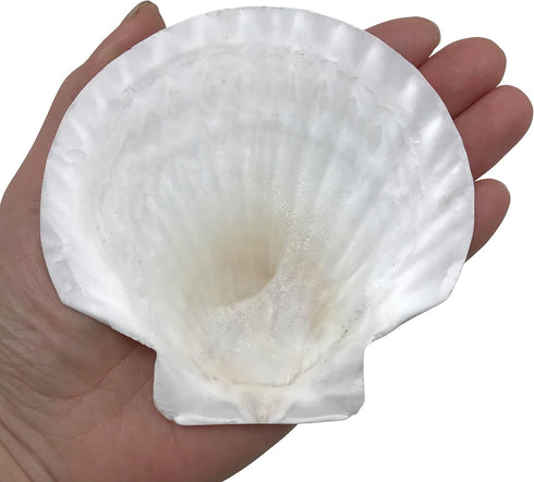 PEPPERLONELY 8 PC Large Great Scallop Sea Shells, Irish Baking Shells, 3 Inch ~ 4 Inch