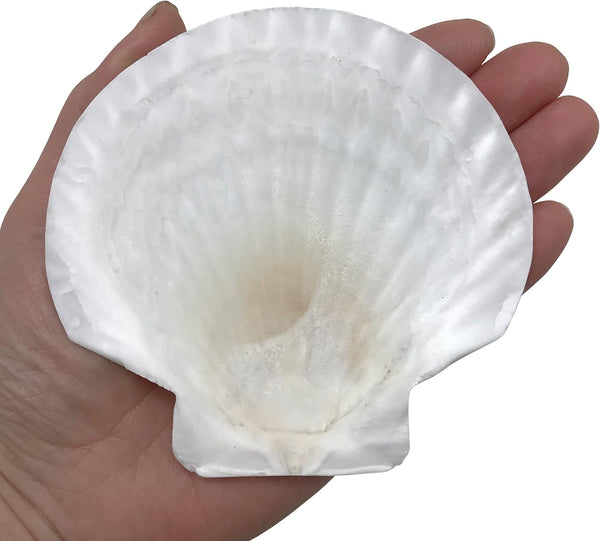 PEPPERLONELY 8 PC Large Great Scallop Sea Shells, Irish Baking Shells, 3 Inch ~ 4 Inch