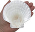 PEPPERLONELY 8 PC Large Great Scallop Sea Shells, Irish Baking Shells, 3 Inch ~ 4 Inch