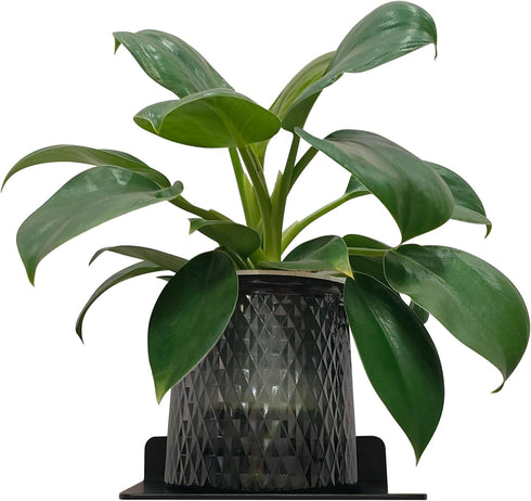 YUjieSTC 6 Inch, Small Floating Shelf Black Metal Wall Mount, Floating Wall Shelves for Router, Camera, Plants