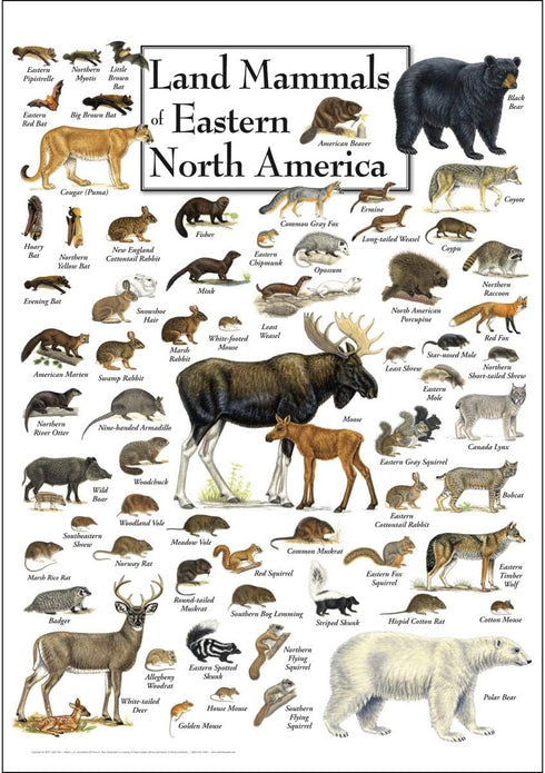 Earth Sky + Water - Land Mammals of Eastern North America, Poster