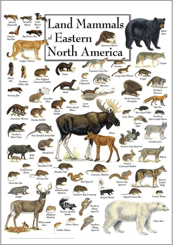 Earth Sky + Water - Land Mammals of Eastern North America, Poster