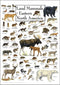 Earth Sky + Water - Land Mammals of Eastern North America, Poster