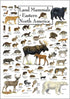 Earth Sky + Water - Land Mammals of Eastern North America, Poster
