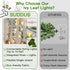 33ft 100 suddus Vine with Fairy Lights Plug in, LED Ivy String Lights Connectable with Remote, Leaf Light for Bedroom
