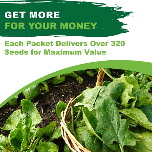 320+ TKE Farms & Gardens - Bloomsdale Spinach Seeds for Planting, Heirloom Non-GMO Seeds, Cold-Hardy & Long Standing
