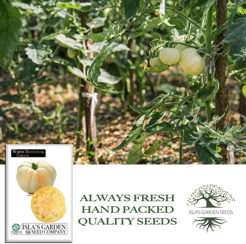 50+ 8090 White Beefsteak Tomato Seeds (Solanum lycopersicum) Heirloom Non-GMO Seeds by Islas Garden Seeds, Large Pale