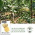 50+ 8090 White Beefsteak Tomato Seeds (Solanum lycopersicum) Heirloom Non-GMO Seeds by Islas Garden Seeds, Large Pale