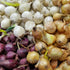 Bulb Sets, Sets, 100 Count, sets, bulb sets Onion Mixed Onion This is a random mix of White,Yellow and Red Onion Onion