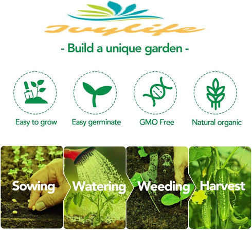Apexmode 3500+ Long Green Scallion Seeds for Planting, Bunching Long Green Onion Seeds, Non-GMO Organic Heirloom