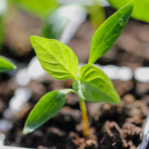 (5 Packs) Seed Needs Hot Pepper Seeds for Planting Jamaican Yellow Chile Peppers - Non-GMO Heirloom & Untreated