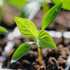 (5 Packs) Seed Needs Hot Pepper Seeds for Planting Jamaican Yellow Chile Peppers - Non-GMO Heirloom & Untreated