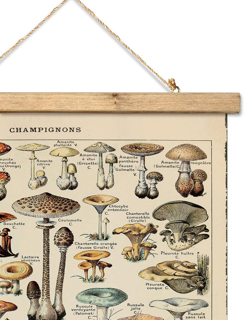 12 16 Inches XIAOAIKA Vintage Mushroom Poster with Wooden Frame - Classic Botanical Print with Variety of Fungi Species