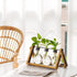 Bulb Marbrasse Plant Propagation Stations with Wooden Stand, Desktop Plant Terrarium Holder Vase, Glass Vase Container