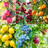 6 Planting-40 &10 40 40 &40 10 Types Mix Fruit Seeds for Lemon Cheery & Orange & Apple Passion Fruit & Blueberry Seeds