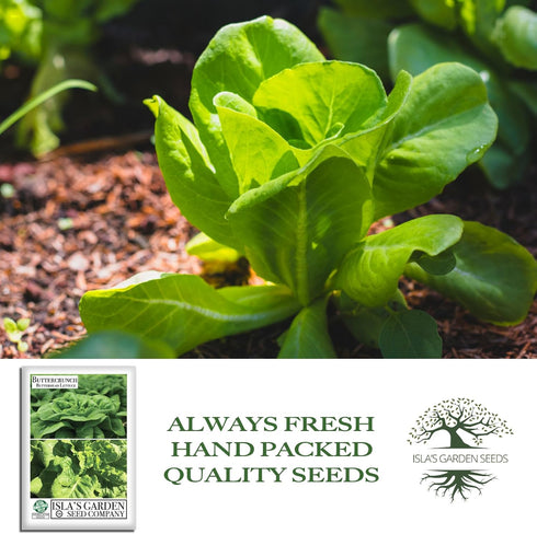 1000+ Buttercrunch Butterhead Lettuce Seeds for Planting Non-GMO & Heirloom Seeds, Botanical Name: Lactuca Sativa