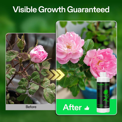 (0-6-4), 8 VIVOSUN Bloom Juice Flowering Supplement Liquid Fertilizer for Flowering Stage, Concentrated Plant Food