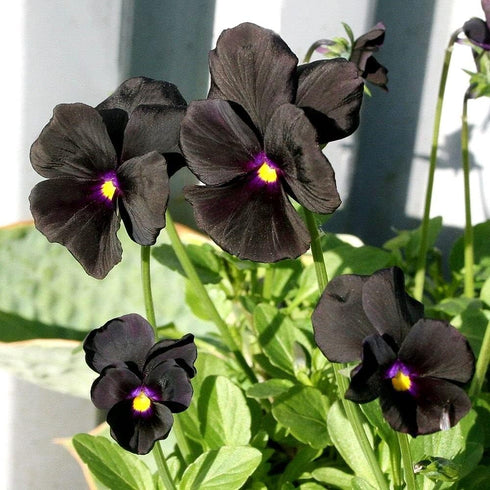 40+ Unique Black Pansy Clear Crystals Viola Wittrockiana Seeds for Planting Long Flowering Plant