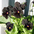 40+ Unique Black Pansy Clear Crystals Viola Wittrockiana Seeds for Planting Long Flowering Plant