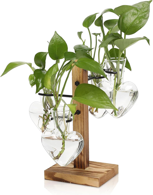 Plant Terrarium Propagation Stations with Wooden Stand, Glass Vase for Indoor Hydroponics