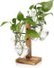 Plant Terrarium Propagation Stations with Wooden Stand, Glass Vase for Indoor Hydroponics
