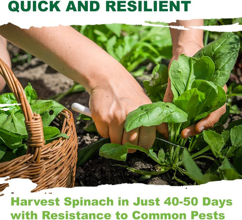 320+ TKE Farms & Gardens - Bloomsdale Spinach Seeds for Planting, Heirloom Non-GMO Seeds, Cold-Hardy & Long Standing