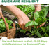 320+ TKE Farms & Gardens - Bloomsdale Spinach Seeds for Planting, Heirloom Non-GMO Seeds, Cold-Hardy & Long Standing